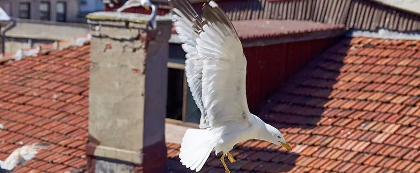 Residential Chimney Animal Removal Solution in Raytown, MO
