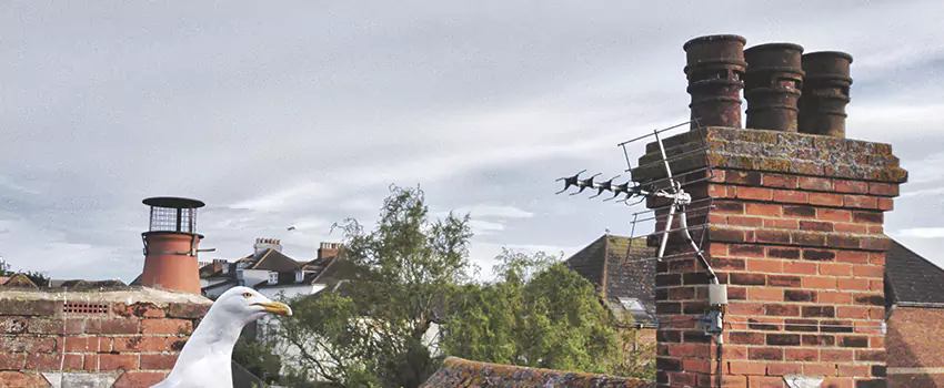 Chimney Cleaning And Restoration in Raytown, Missouri